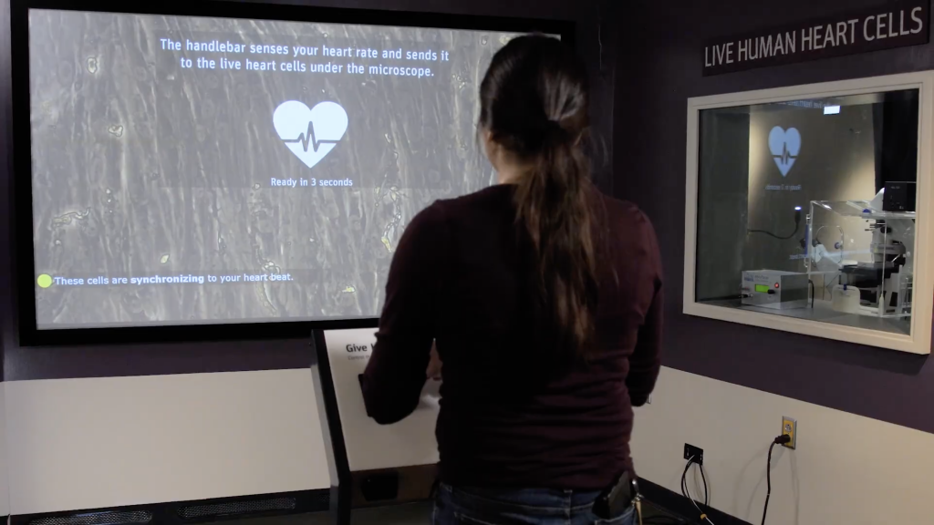 Woman Using Heart Cells Machine in Exploratorium Exhibit