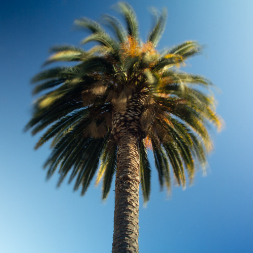 palm-tree-movement
